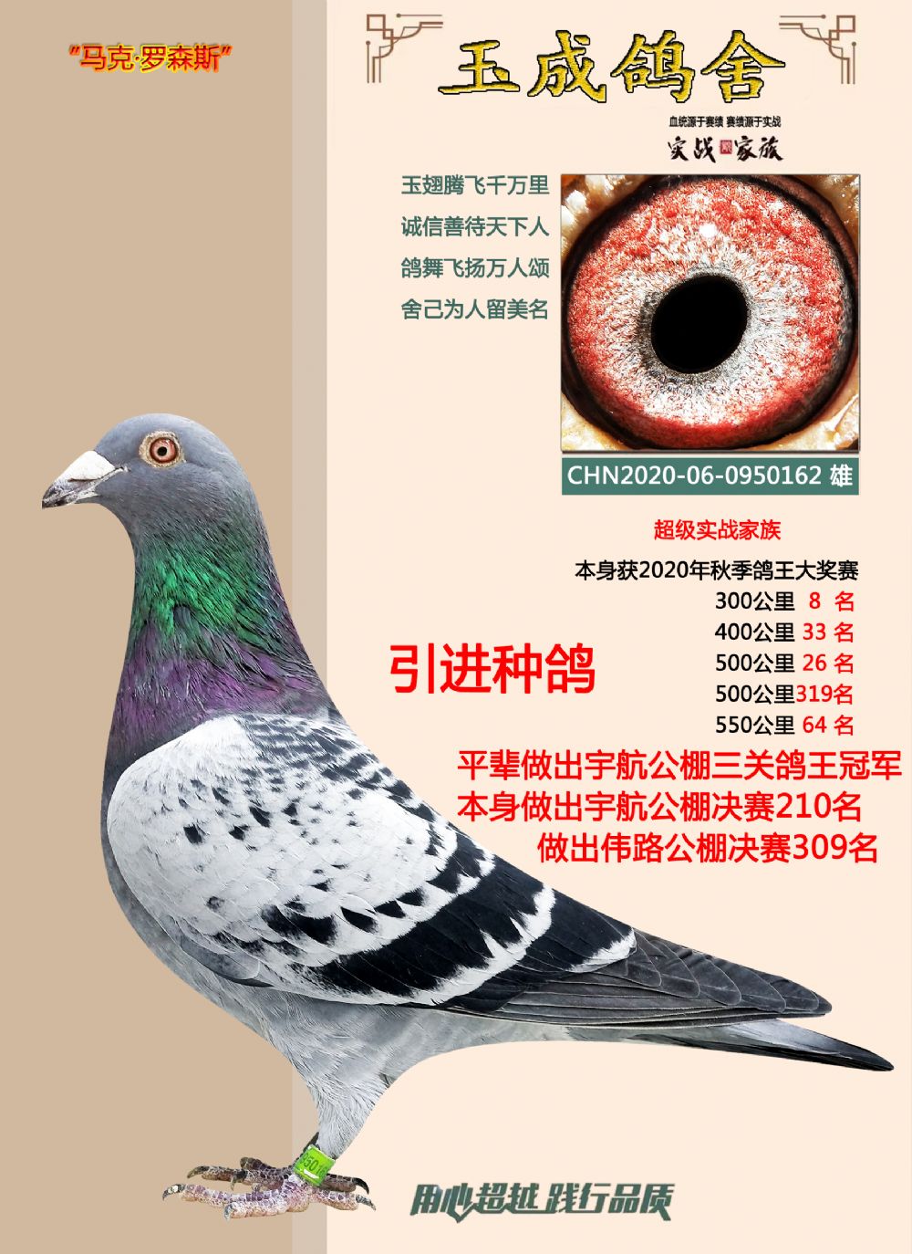 信鸽信息网各地盔鸽公棚(信鸽公棚各地公棚raceid)